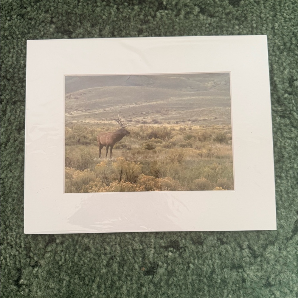 Wildlife Landscape Art Print with White Frame